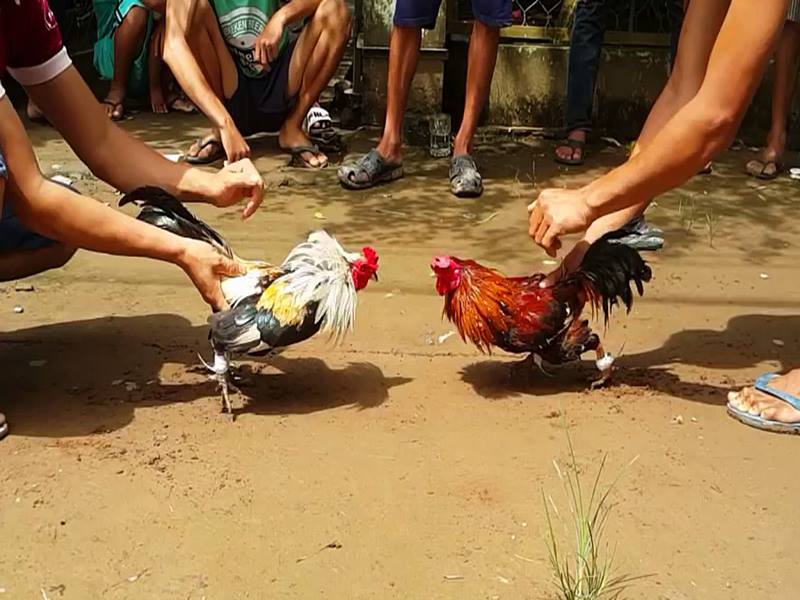 Đá gà thomo bình luận 5