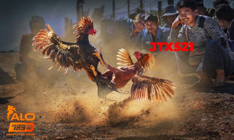 Đá gà đông timor 7